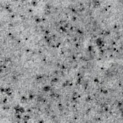 3237_R_Белый_камень_(матовый)_PF_4200x1300x0,6_Arpa